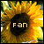 Sonnenblumen